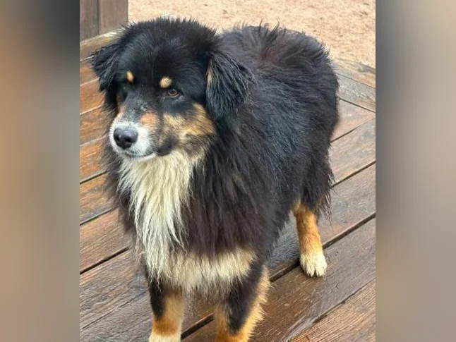 Berger australien à vendre
