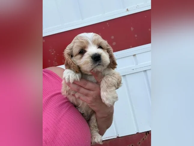 Cocker anglais thumbnail 2