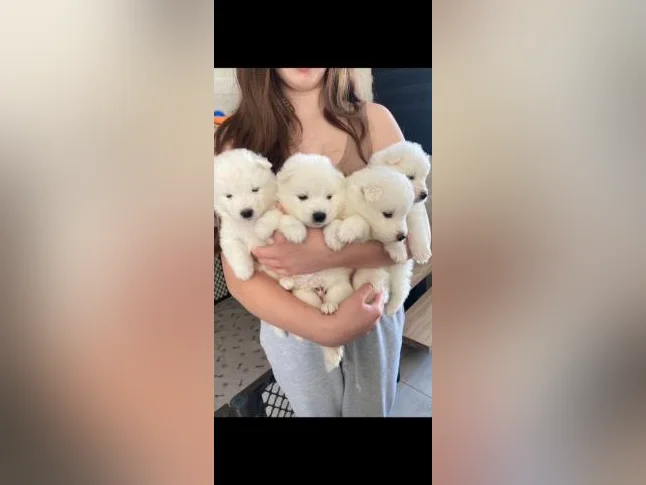 Chiot samoyède / samoyed prêt pour juillet thumbnail 2