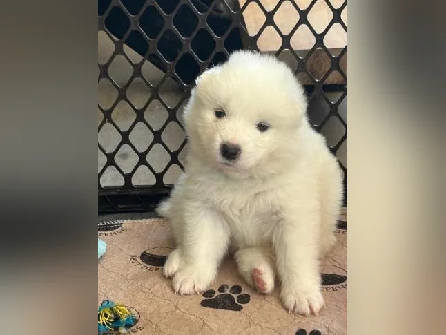 Chiot samoyède / samoyed prêt pour juillet