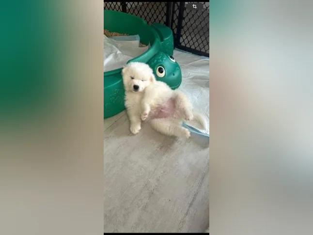 Chiot samoyède / samoyed prêt pour juillet thumbnail 8