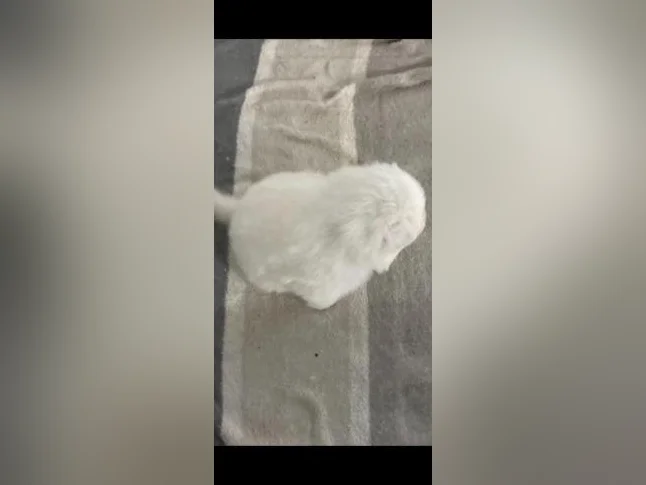 Chiot samoyède / samoyed prêt pour juillet thumbnail 6