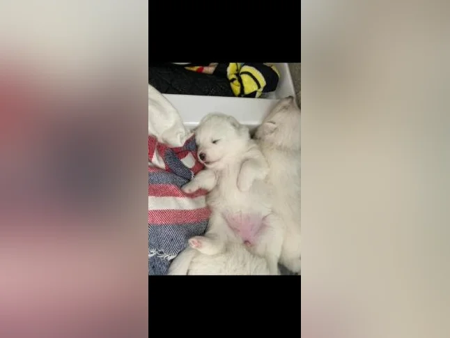 Chiot samoyède / samoyed prêt pour juillet thumbnail 5