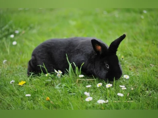 Lapin à donner