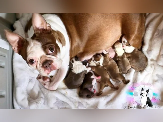 Chiots Boston terrier ♡