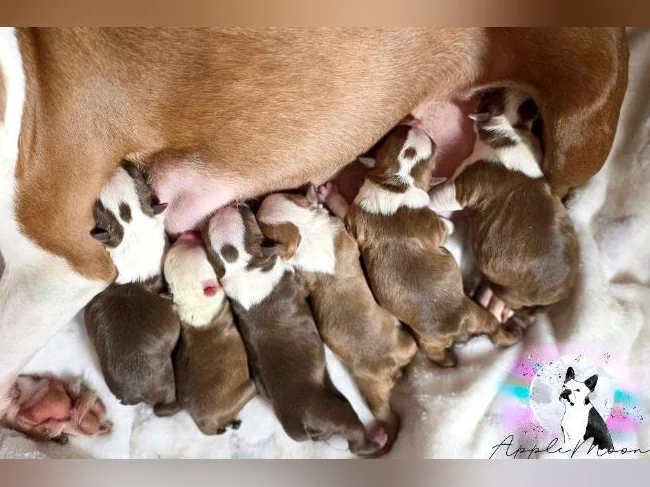 Chiots Boston terrier ♡ thumbnail 2