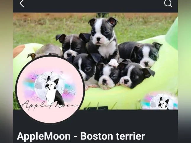 Chiots Boston terrier ♡ thumbnail 3