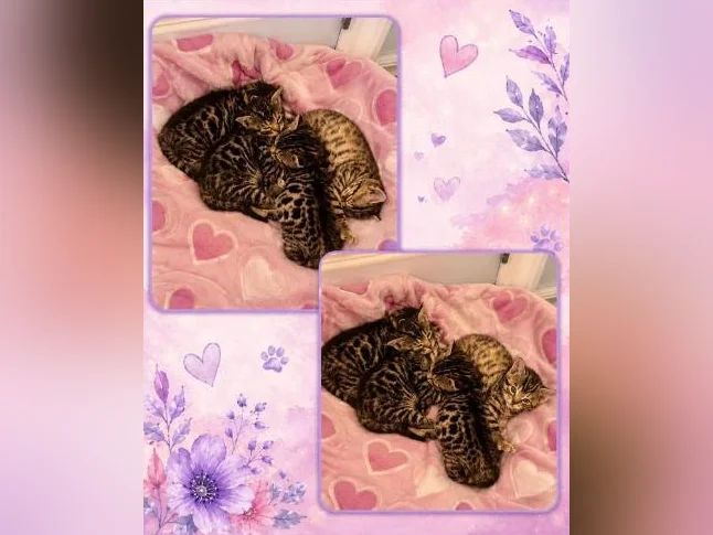 Chaton Bengal vaccinés et vermifugés thumbnail 8