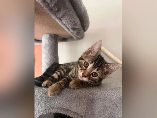 Chaton Bengal vaccinés et vermifugés thumbnail 5
