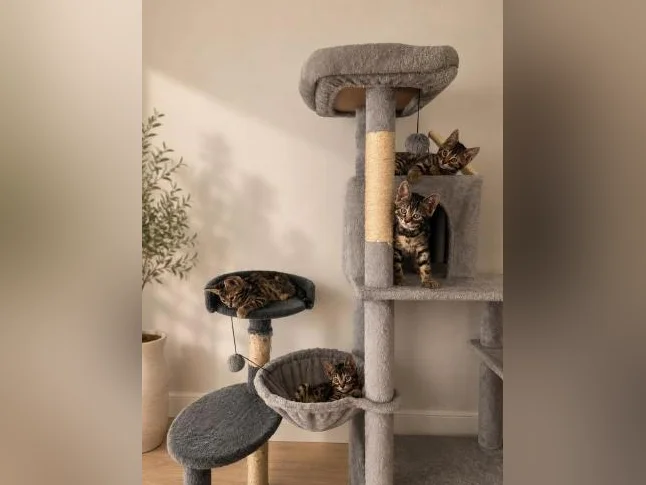 Chaton Bengal vaccinés et vermifugés