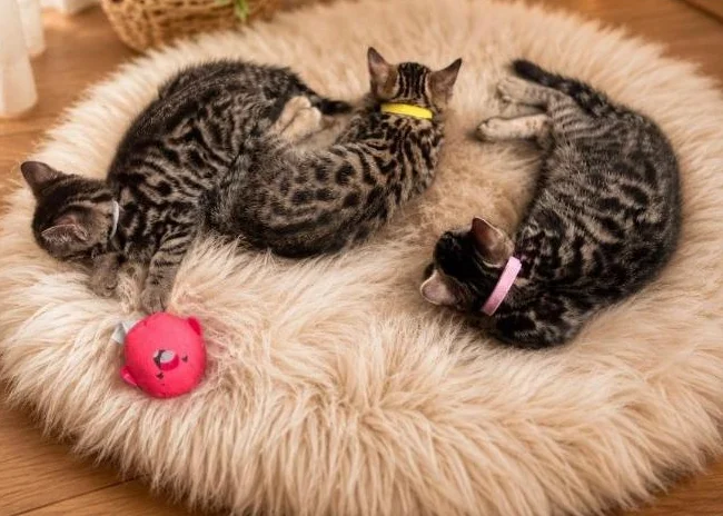 Chaton Bengal vaccinés et vermifugés thumbnail 3