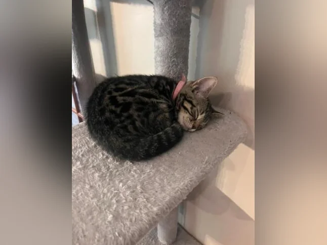 Chaton Bengal vaccinés et vermifugés thumbnail 7