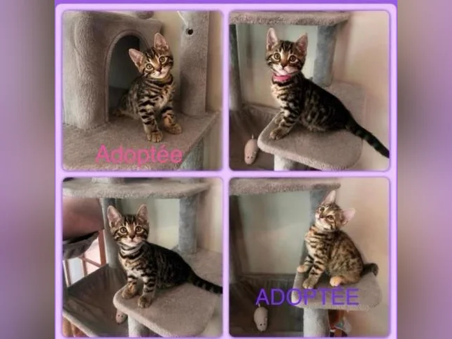 Chaton Bengal vaccinés et vermifugés thumbnail 2