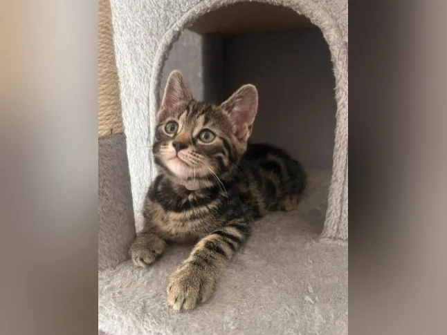 Chaton Bengal vaccinés et vermifugés thumbnail 4