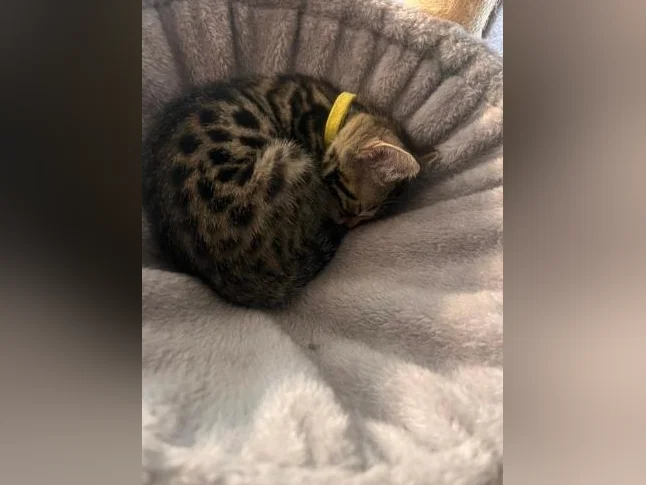 Chaton Bengal vaccinés et vermifugés thumbnail 6