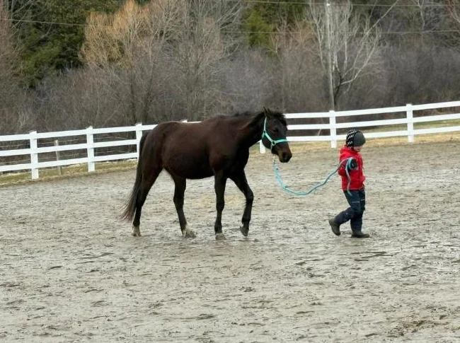 Standardbred de 16 ans A VENDRE thumbnail 3