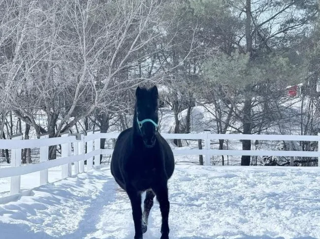Standardbred de 16 ans A VENDRE thumbnail 2