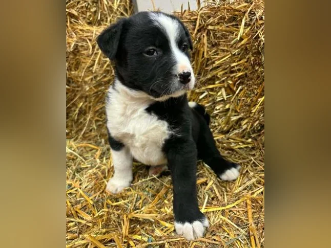 Chiot Labrador Golden thumbnail 3
