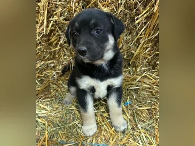 Chiot Labrador Golden thumbnail 5