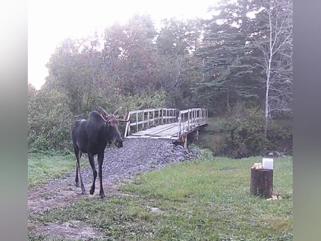 Maison avec terre en gaspésie thumbnail 10