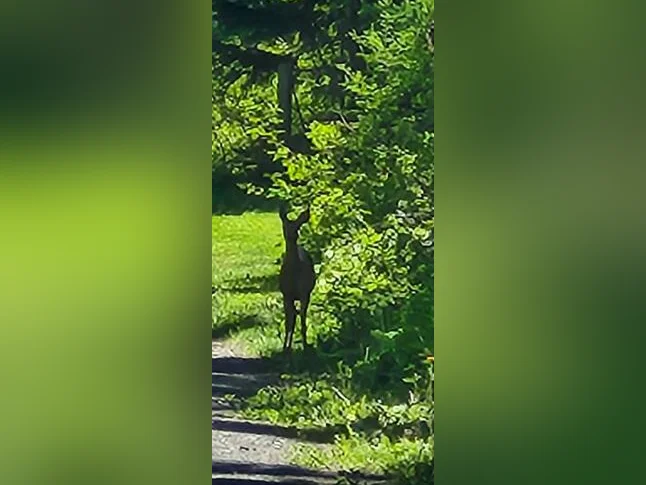 Maison avec terre en gaspésie thumbnail 8