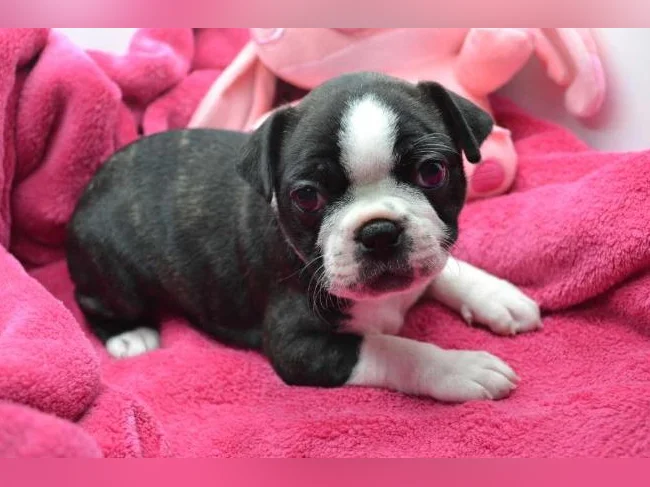 Chiot Boston terrier thumbnail 3