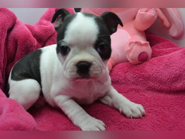Chiot Boston terrier thumbnail 2