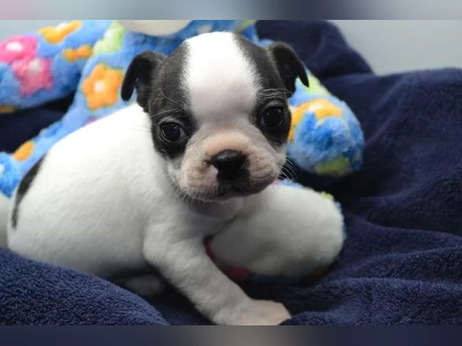 Chiot Boston terrier