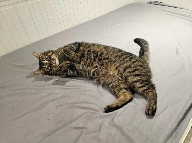 Chat a donner