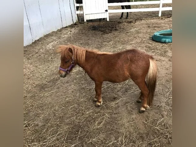 CHEVAL MINIATURE