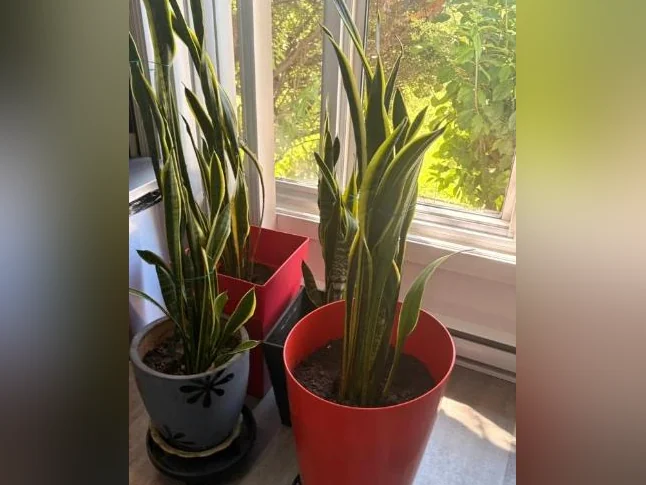 Plantes vertes de Sansevieria