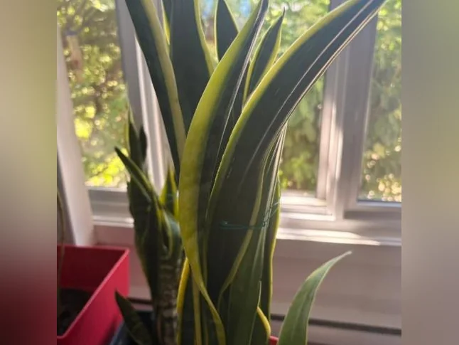Plantes vertes de Sansevieria thumbnail 2