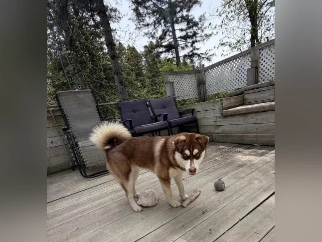 Pomsky 7 mois thumbnail 5