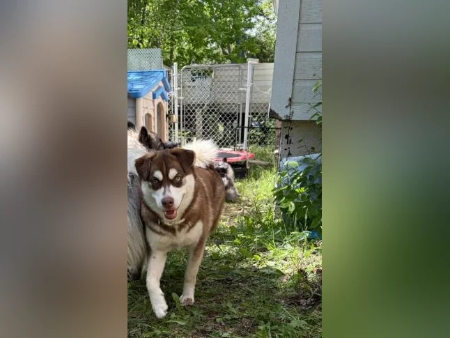 Pomsky 7 mois