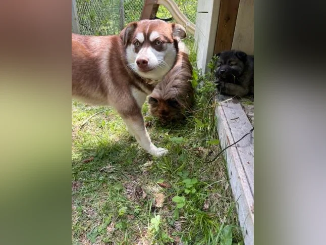 Pomsky 7 mois thumbnail 4