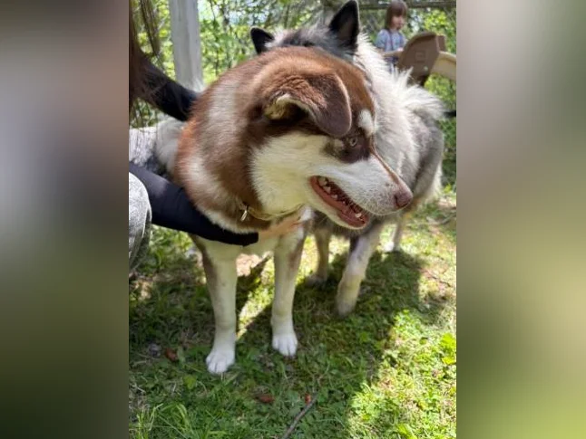 Pomsky 7 mois thumbnail 3