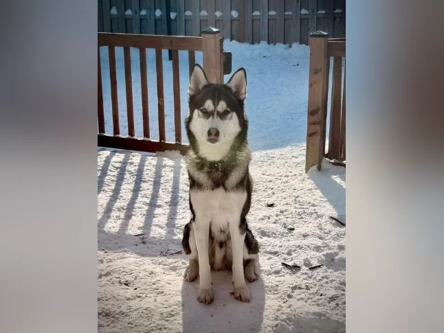 Husky siberien thumbnail 3