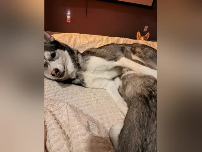 Husky siberien thumbnail 2