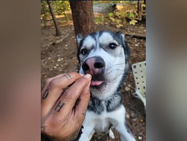 Husky siberien thumbnail 7