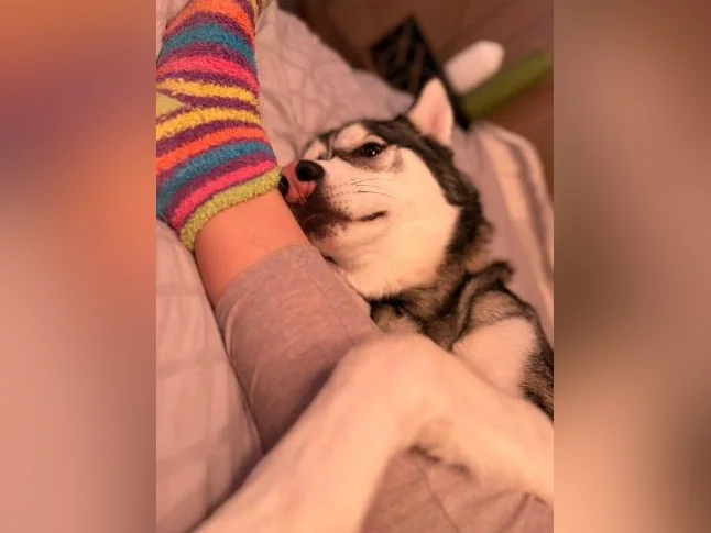 Husky siberien thumbnail 4