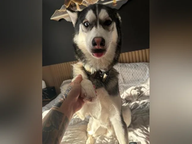 Husky siberien thumbnail 5