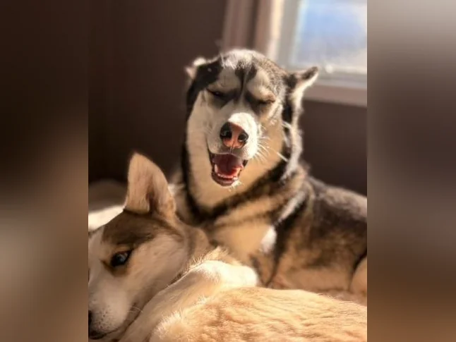 Husky siberien