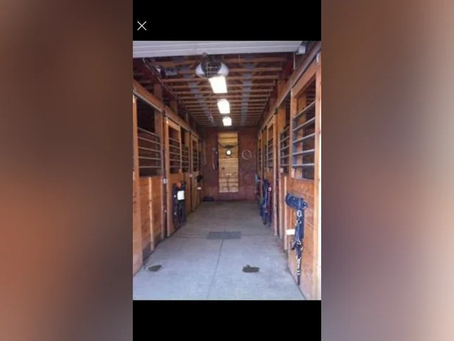 Pension pour chevaux thumbnail 2