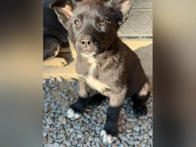 Labrador x Husky