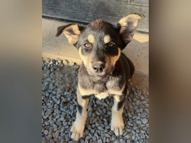 Labrador x Husky thumbnail 2
