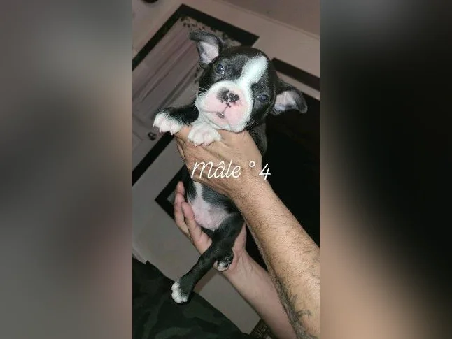 Frenchtons 5 Puppies 🐾 Prêts a partir / 2🩷🐾3🩵 thumbnail 7