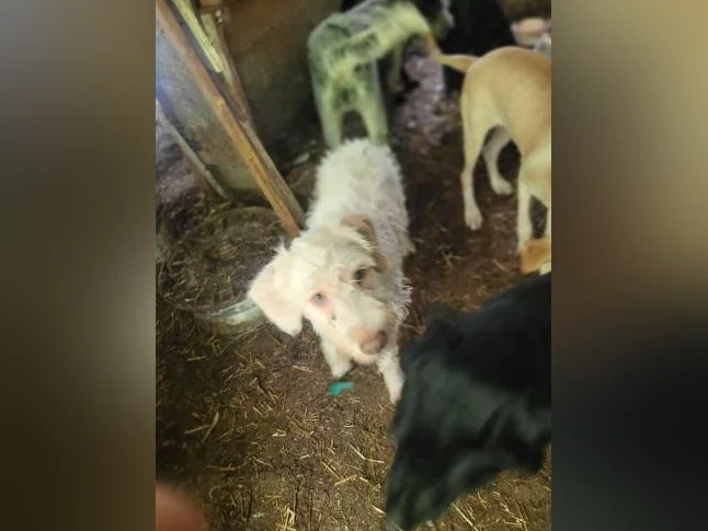 Trouver preneurs de famille de chiots 5 mois       fem  griffon korthals  male griffon labrador thumbnail 3