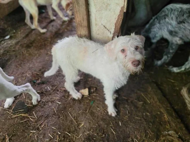 Trouver preneurs de famille de chiots 5 mois       fem  griffon korthals  male griffon labrador thumbnail 8