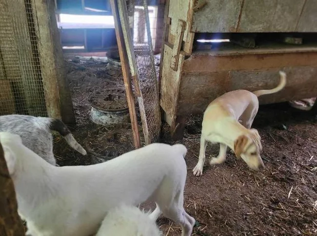 Trouver preneurs de famille de chiots 5 mois       fem  griffon korthals  male griffon labrador thumbnail 7