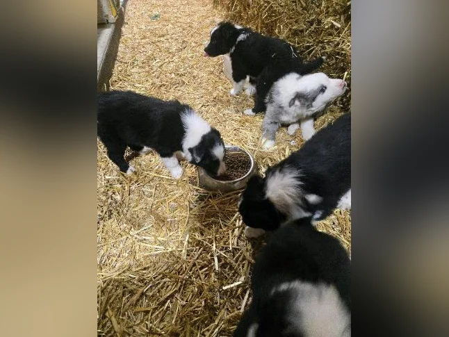 chiot border collie x berger australien thumbnail 3